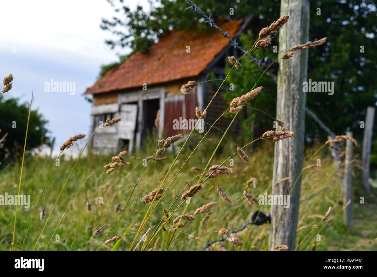 Körner vor einem Unscharf verlassenen Bauernhaus Stockfoto