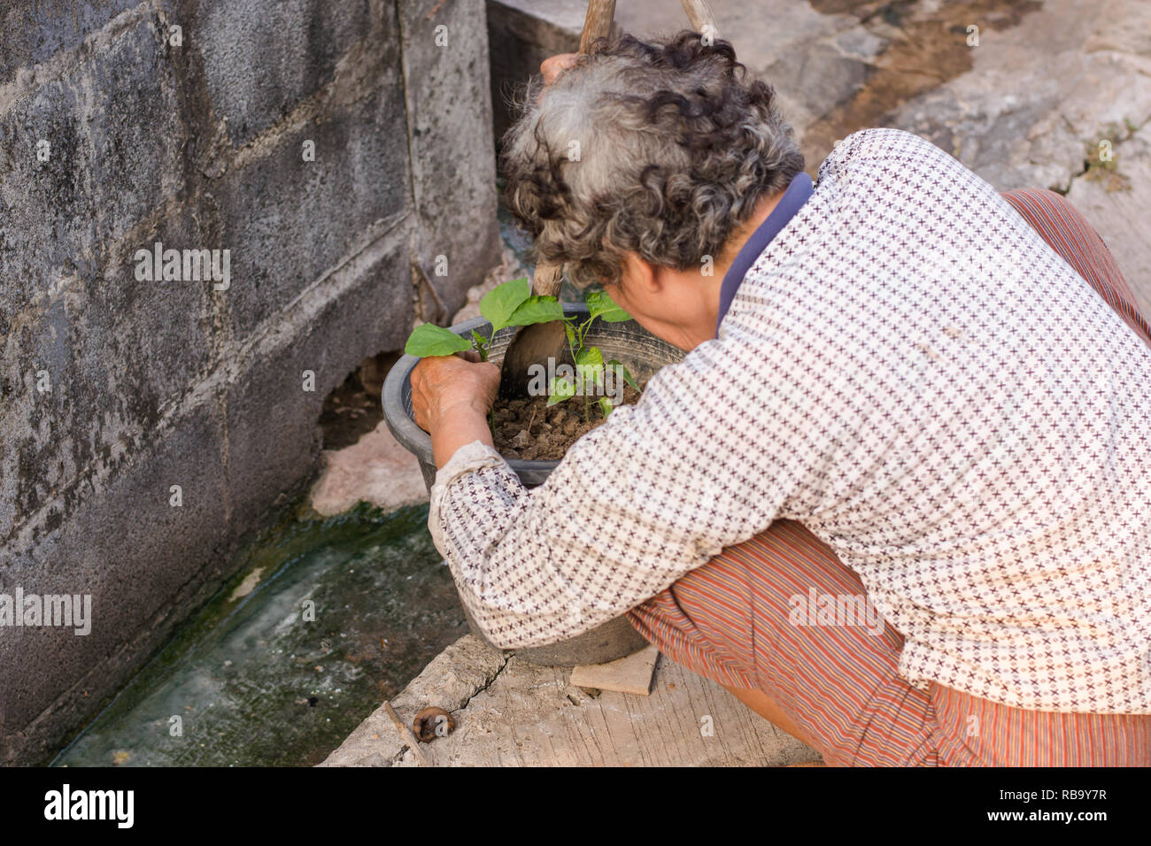 Alte Frau einpflanzen organische Culantro (Herbal Werk) in einem kleinen Topf Stockfoto