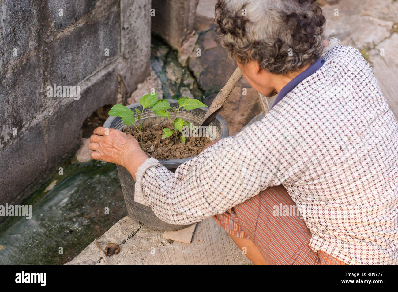 Alte Frau einpflanzen organische Culantro (Herbal Werk) in einem kleinen Topf Stockfoto