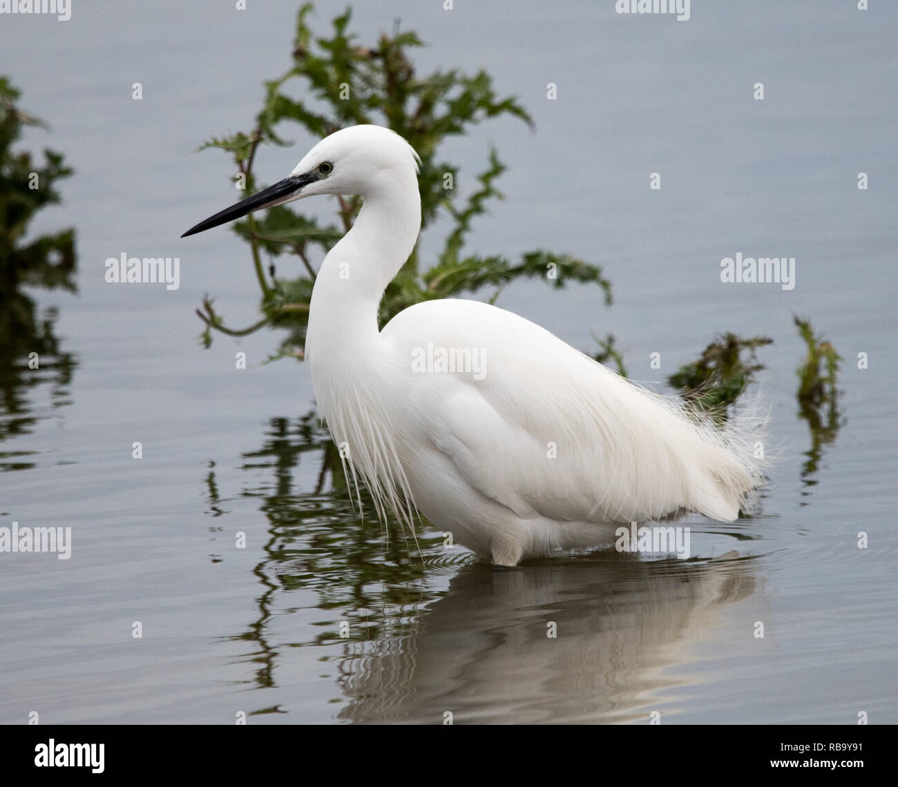 Seidenreiher (Egretta Garzetta) Stockfoto