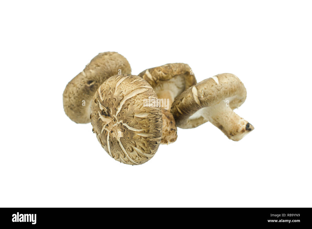 Shiitake Pilze auf weißem Hintergrund Stockfoto