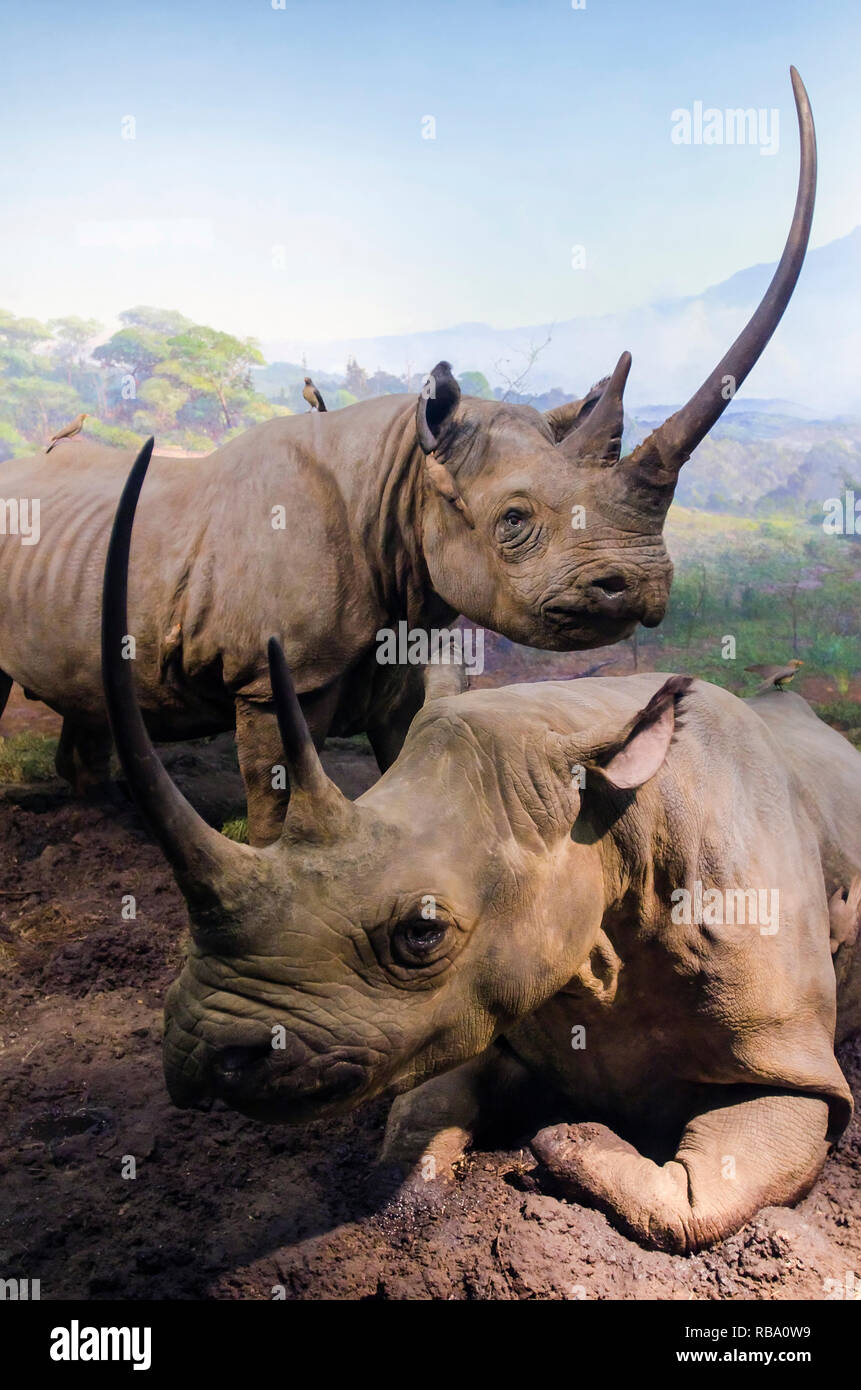 New York, New York, USA - 20. Juni 2011: Afrikanische Säugetiere Nashörner - Nashorn. Teil einer Ausstellung im Amerikanischen Museum für Naturgeschichte. Stockfoto