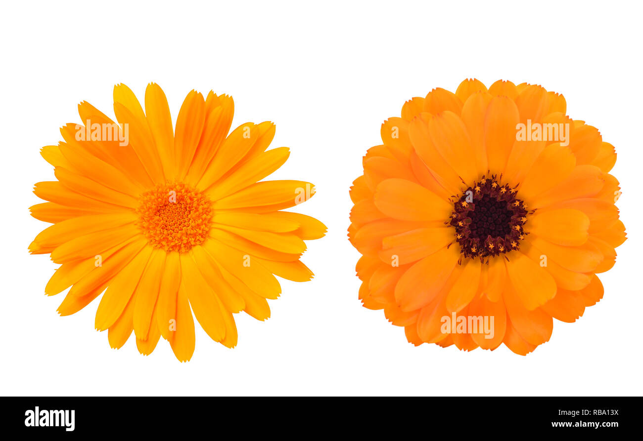 Ringelblume Blumen auf Weiß isoliert Stockfoto