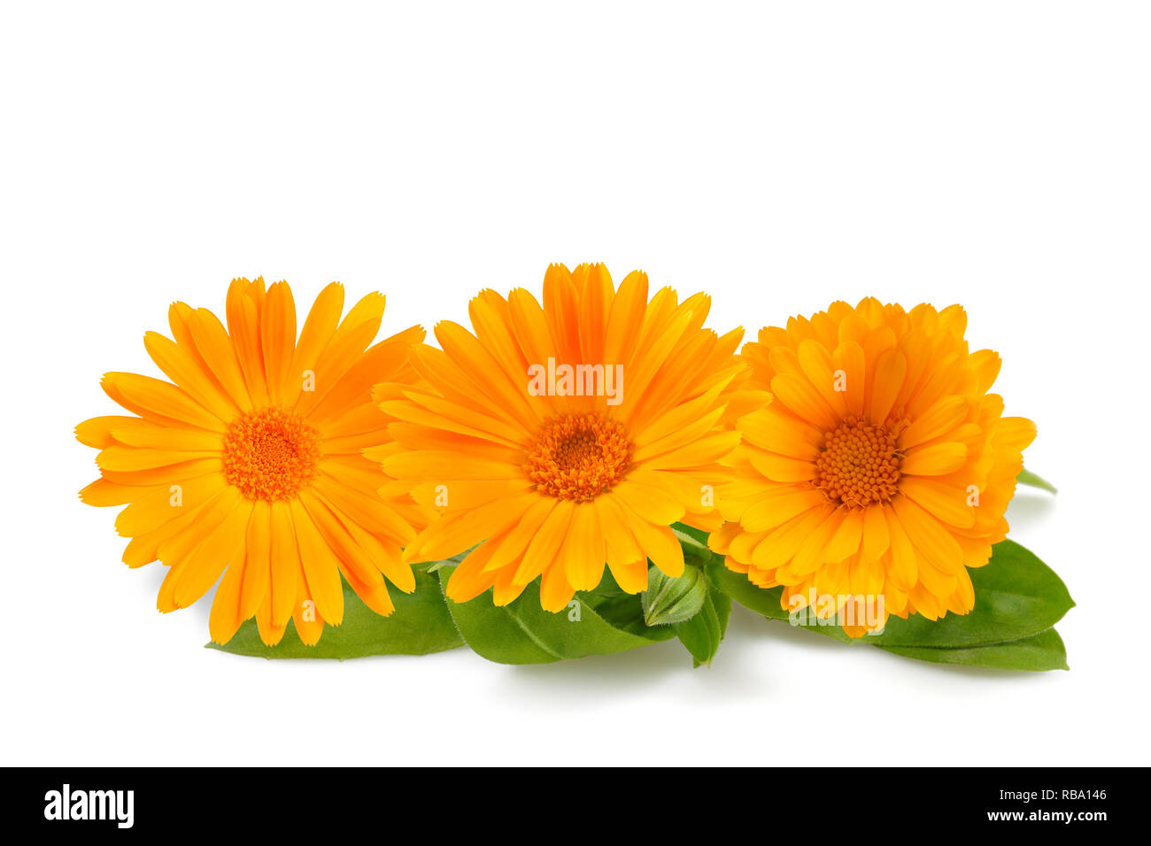 Ringelblume Blumen auf Weiß isoliert Stockfoto