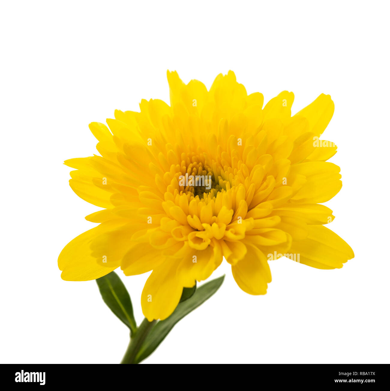 Gelbe chrysantheme Blume auf weißem Hintergrund Stockfoto