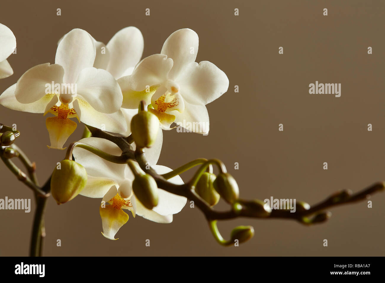 Eine weiße Orchidee, Palaenopsis, Stiele mit einem einfachen Hintergrund Stockfoto