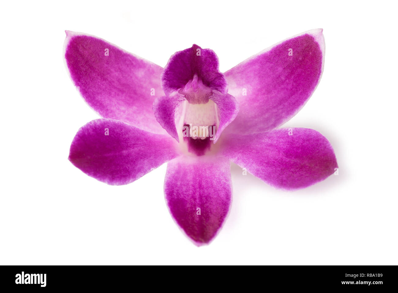 Rosa rock Orchidee auf weißem Hintergrund Stockfoto