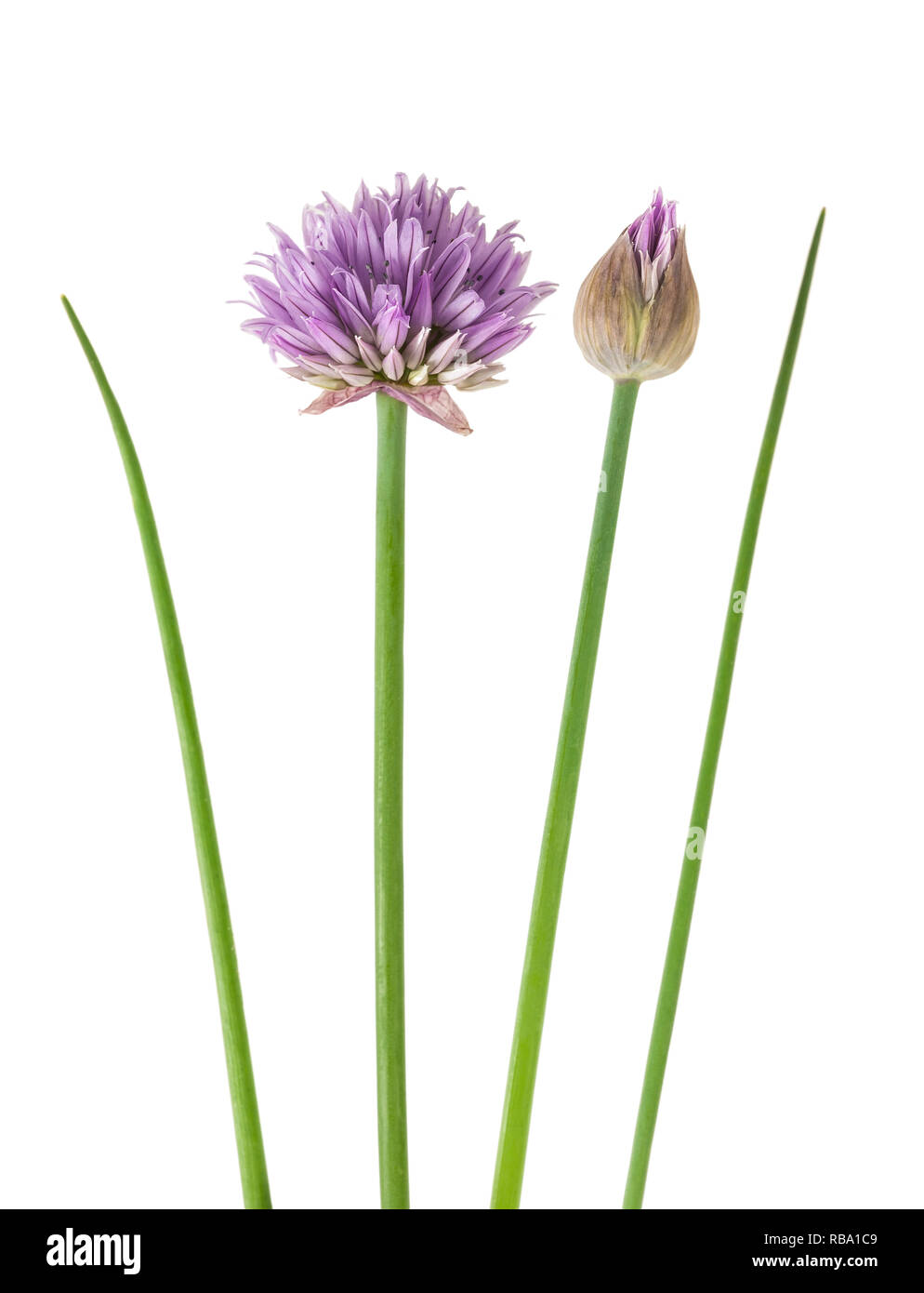 Schnittlauch Blumen isoliert auf weißem Hintergrund Stockfoto