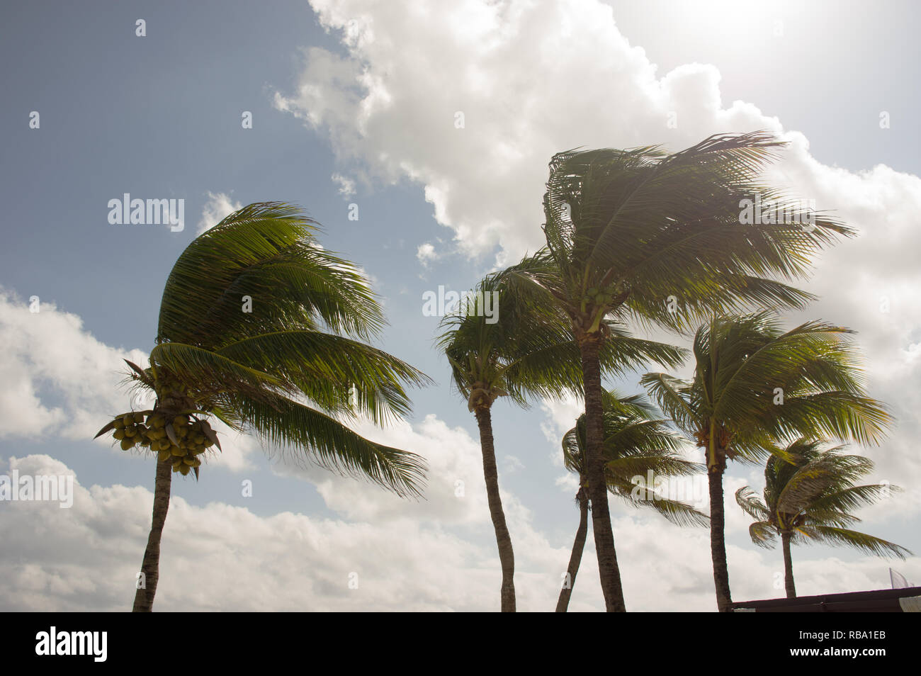 Palmen waren Schlaufe durch den starken Wind Stockfoto