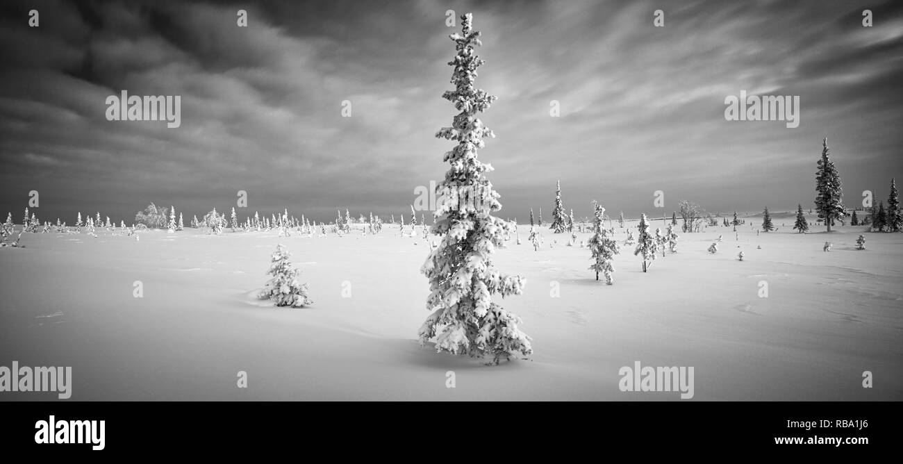 Winter im Norden Wald und Tundra panorama Fichte Raureif schwarz und whire Dawn Stockfoto