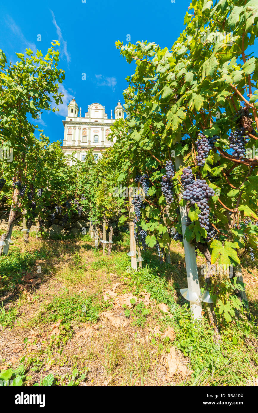 Reihen von Weinbergen rund um das Heiligtum Santa Casa di Loreto, Tresivio, Sondrio Provinz, Valtellina, Lombardei, Italien Stockfoto