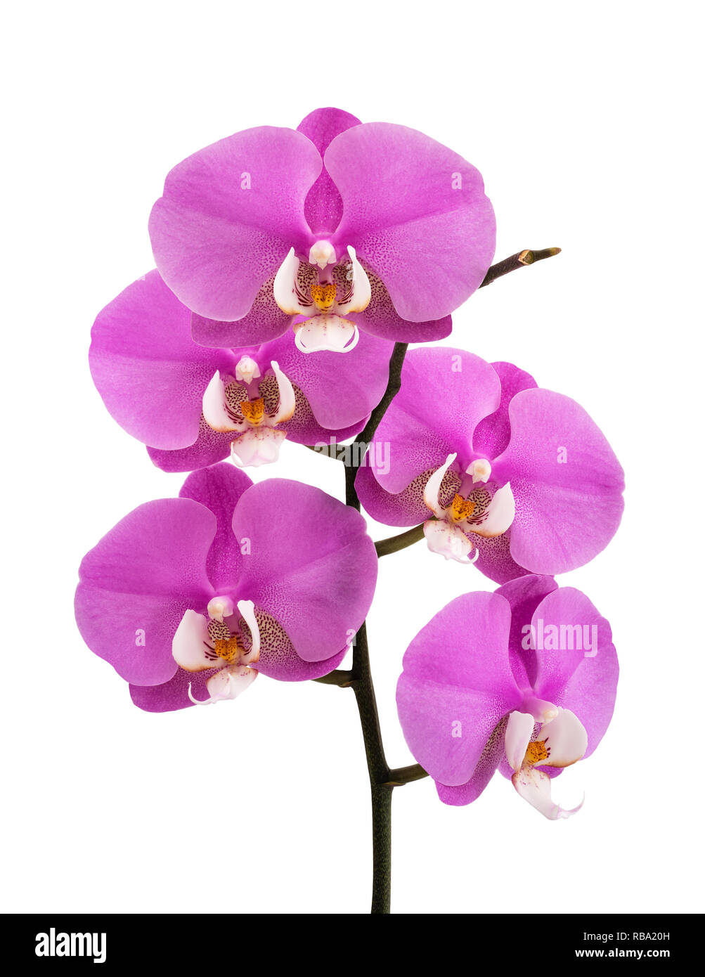 Rosa Orchidee blüht isoliert auf weißem Hintergrund Stockfoto