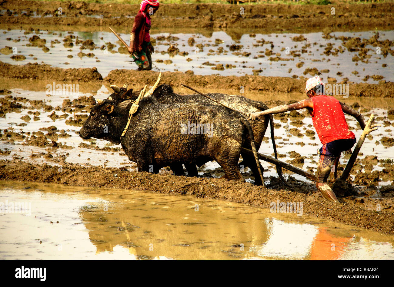 Nepalesischen Bauern pflegen das Feld auf Rinder. Traditionelle Art und Weise der Verarbeitung Felder in Nepal. Stockfoto