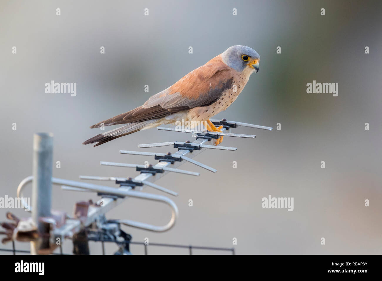 Weniger Turmfalke (Falco naumanni), erwachsenen männlichen thront auf einer Antenne in Matera Stockfoto