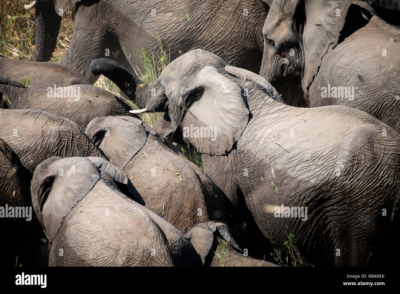 Afrikanische Elefanten in Südafrika Krüger Nationalpark. Stockfoto