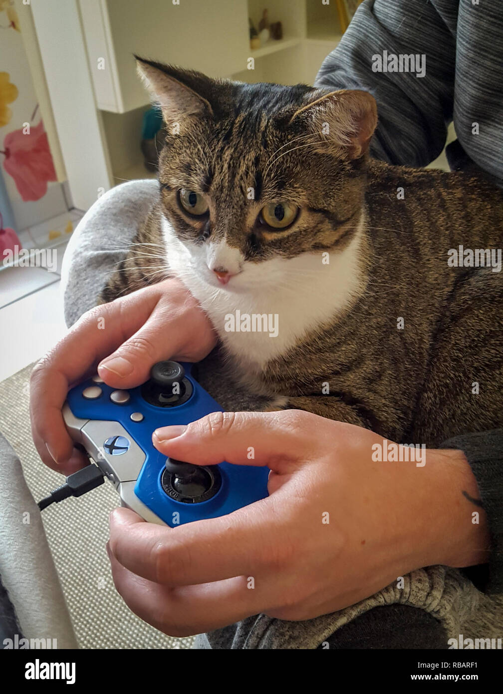 Katze auf dem Schoß seines Meisters, der spielt ein elektronisches Spiel Stockfoto