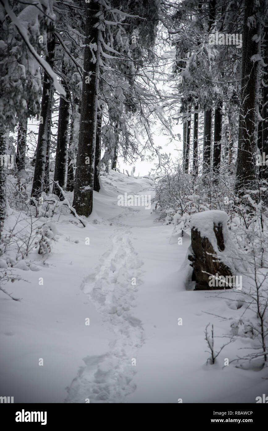 Gefrorene winter Wald mit Schnee und Zig Zag Trail in der Nähe von Cubonov Hügel in Moravskoslezske Beskiden auf tschechisch-slowakischen Grenze Stockfoto