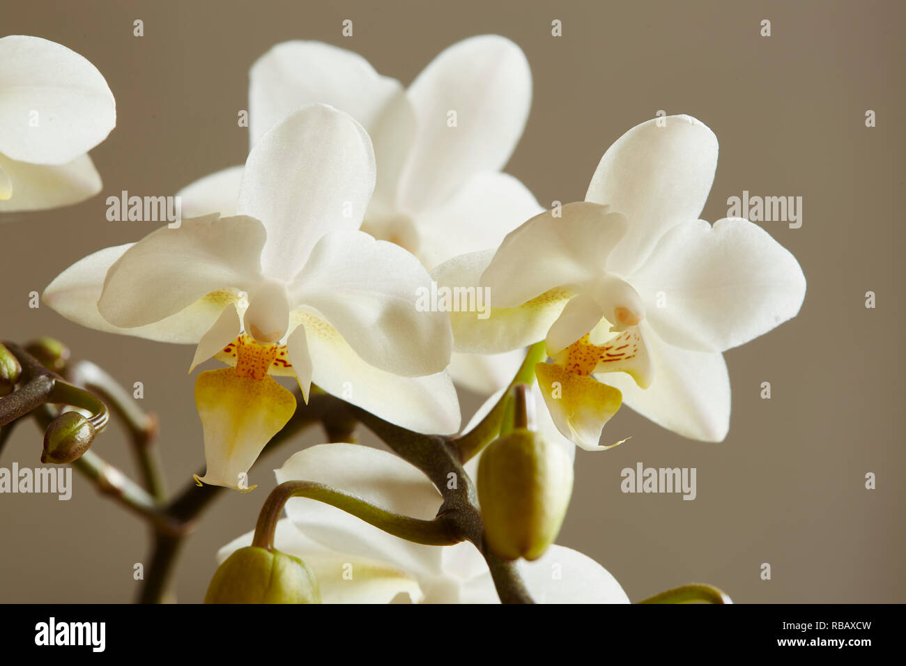 Eine weiße Orchidee, Palaenopsis, Stiele mit einem einfachen Hintergrund Stockfoto