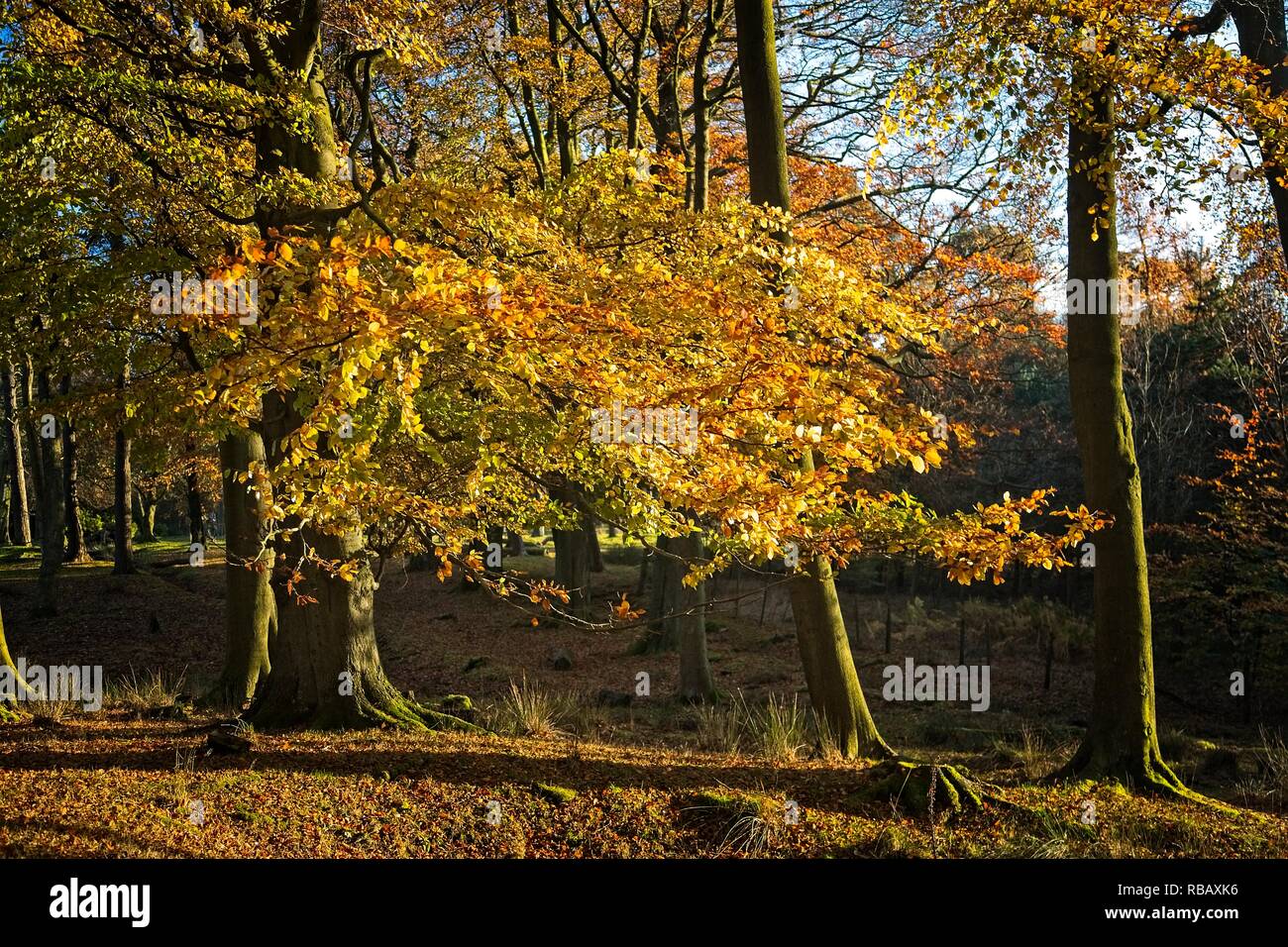 Eine Farbenpracht im Herbst HERRLICHKEIT LONGSHAW IMMOBILIEN PEAK DISTRICT NATIONAL PARK, Großbritannien Stockfoto