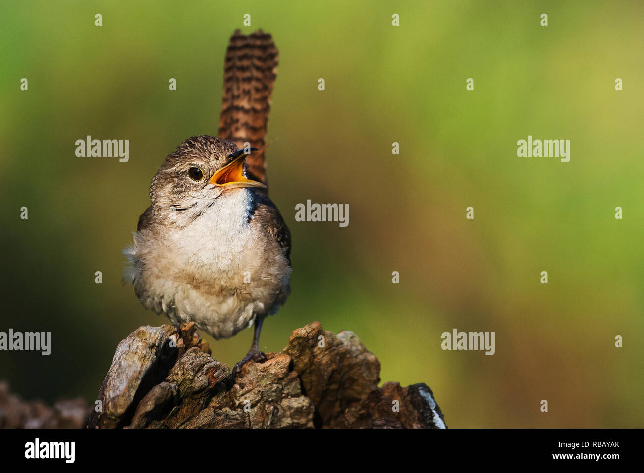 Gesang Haus Wren auf einer Anfang Juni dawn Stockfoto