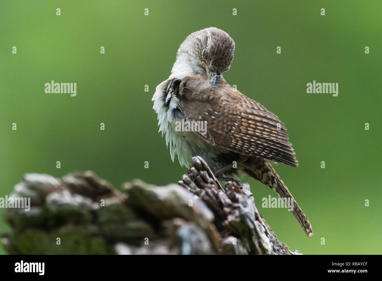 Putzen Haus Wren Stockfoto
