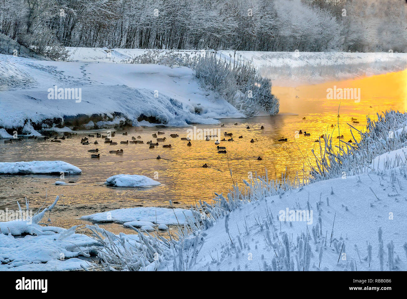 Winter Golden Sunset und Nebel über wenig warm Fluss mit Enten schwimmend im Wasser. Frostige Wetter, Bäume und Gräser am Ufer sind mit fl abgedeckt Stockfoto