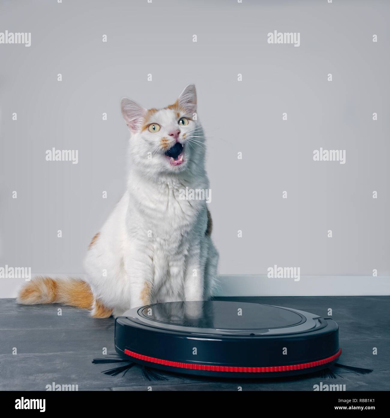 Cute tabby Katze hinter einem Roboter Staubsauger und suchen lustige nach oben sitzen. Stockfoto