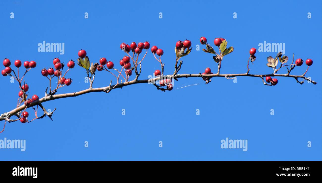 Weißdorn (Rosa moschata) Beeren / Haws, Wiltshire Hecke, UK, September. Stockfoto