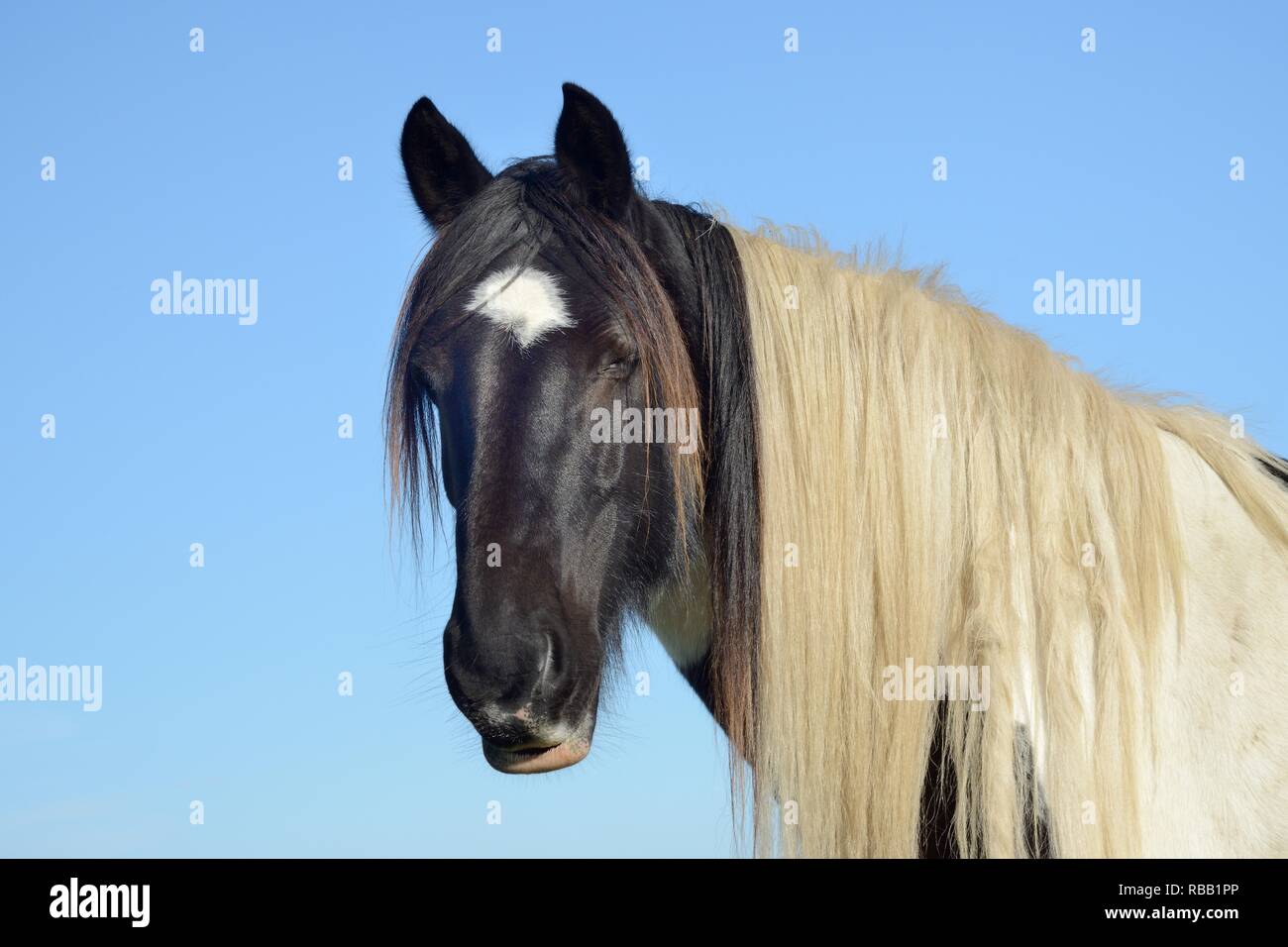 Welsh Cob (Equus caballus) Kopf und Schultern, Llanrhidian Sümpfe, auf der Halbinsel Gower, Wales, Großbritannien, Oktober. Stockfoto