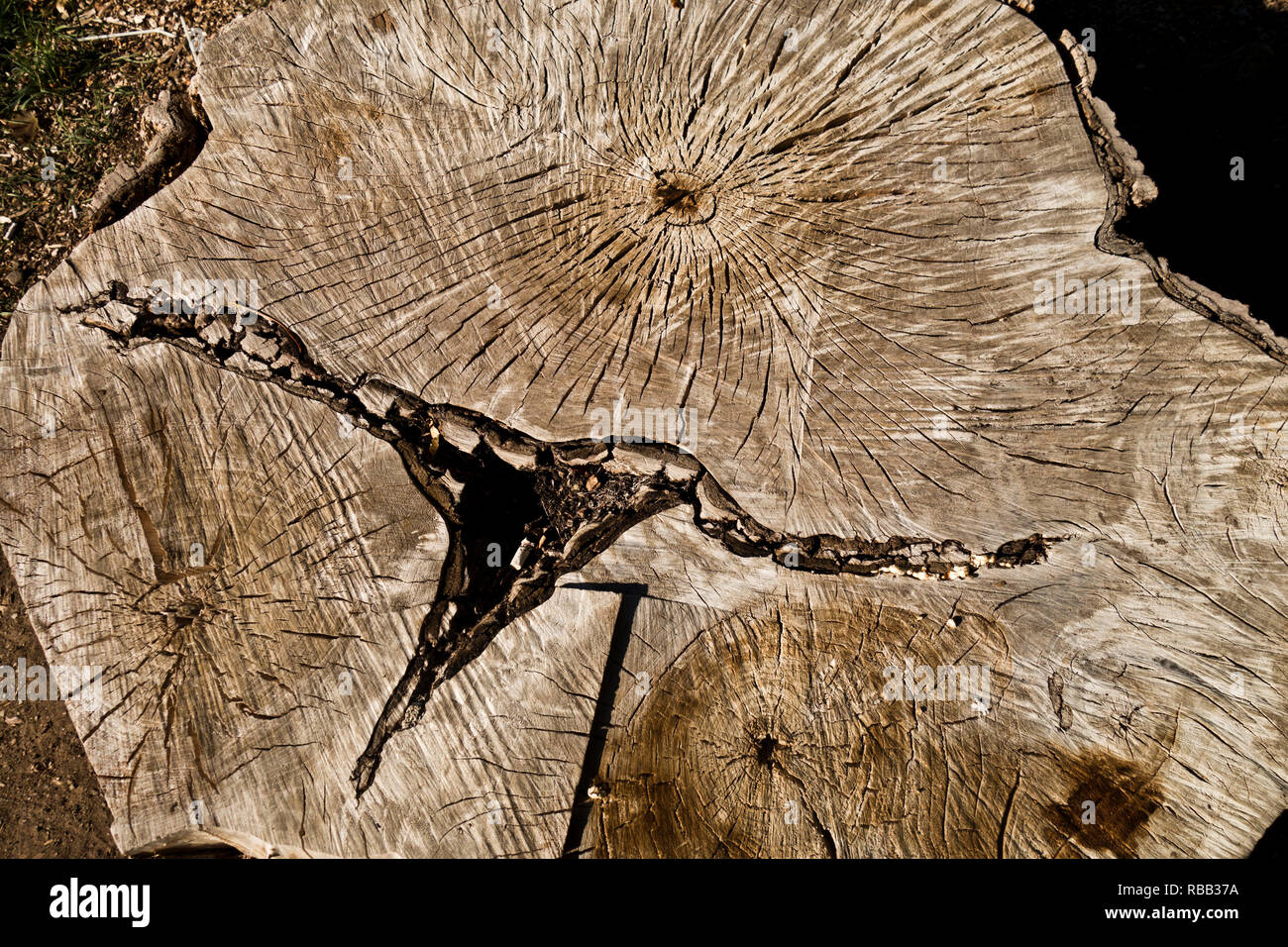 Schneiden Baum mit Baum Ringe sichtbar, für die Datierung der Baum alter verwendet Stockfoto