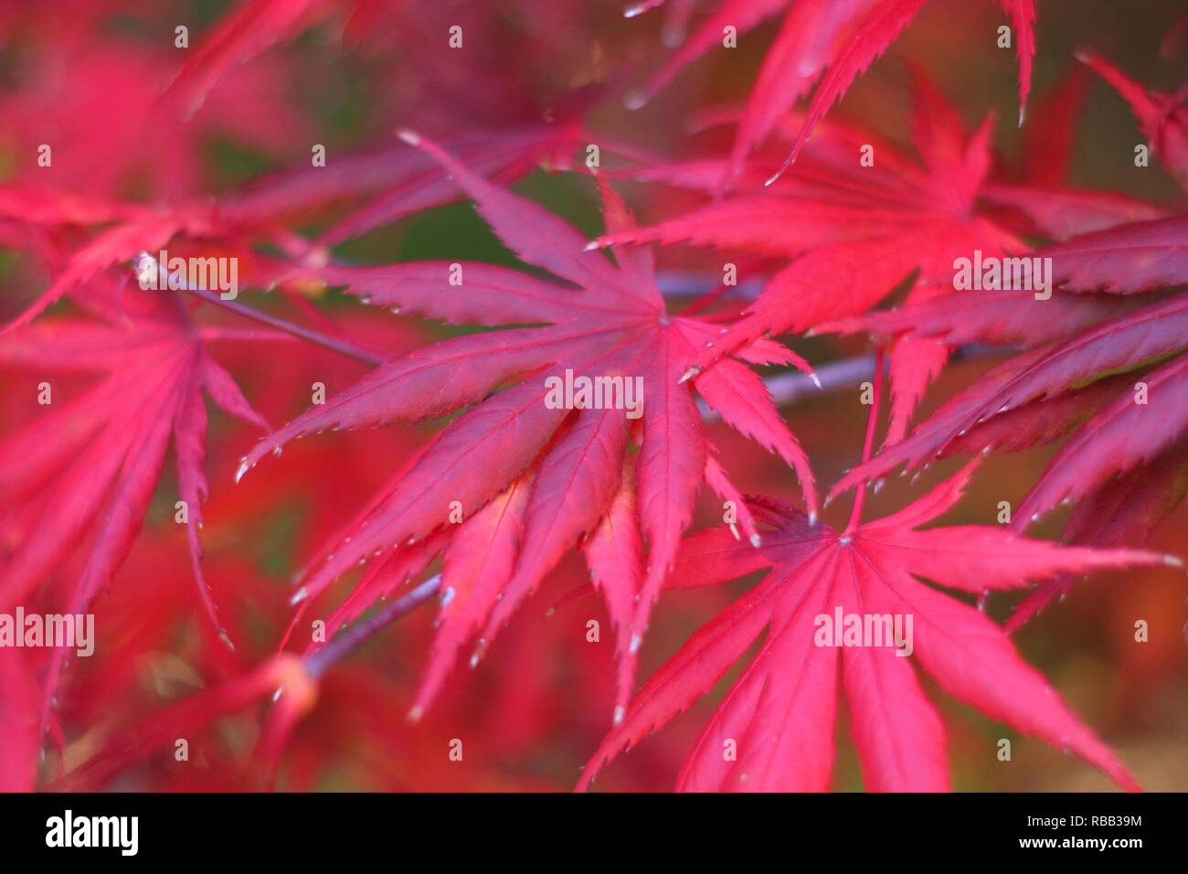 Acer palmatum 'Trompenburg' Anzeige leuchtend rotes Herbstlaub, Oktober, Großbritannien Stockfoto