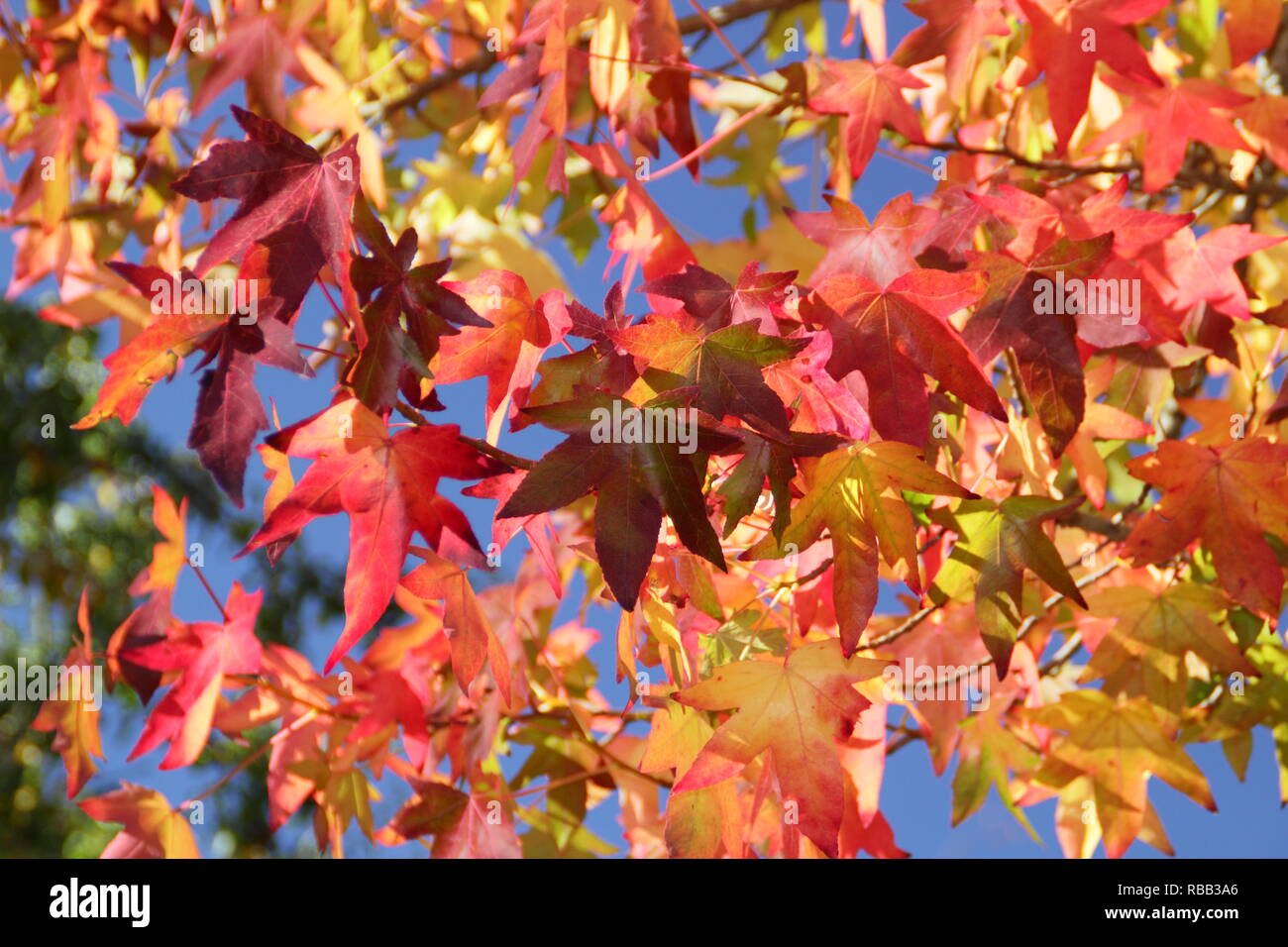 Licuidambar Styraciflua. Bunter Herbst Laub der Sweet Gum Tree im Oktober, Großbritannien Stockfoto