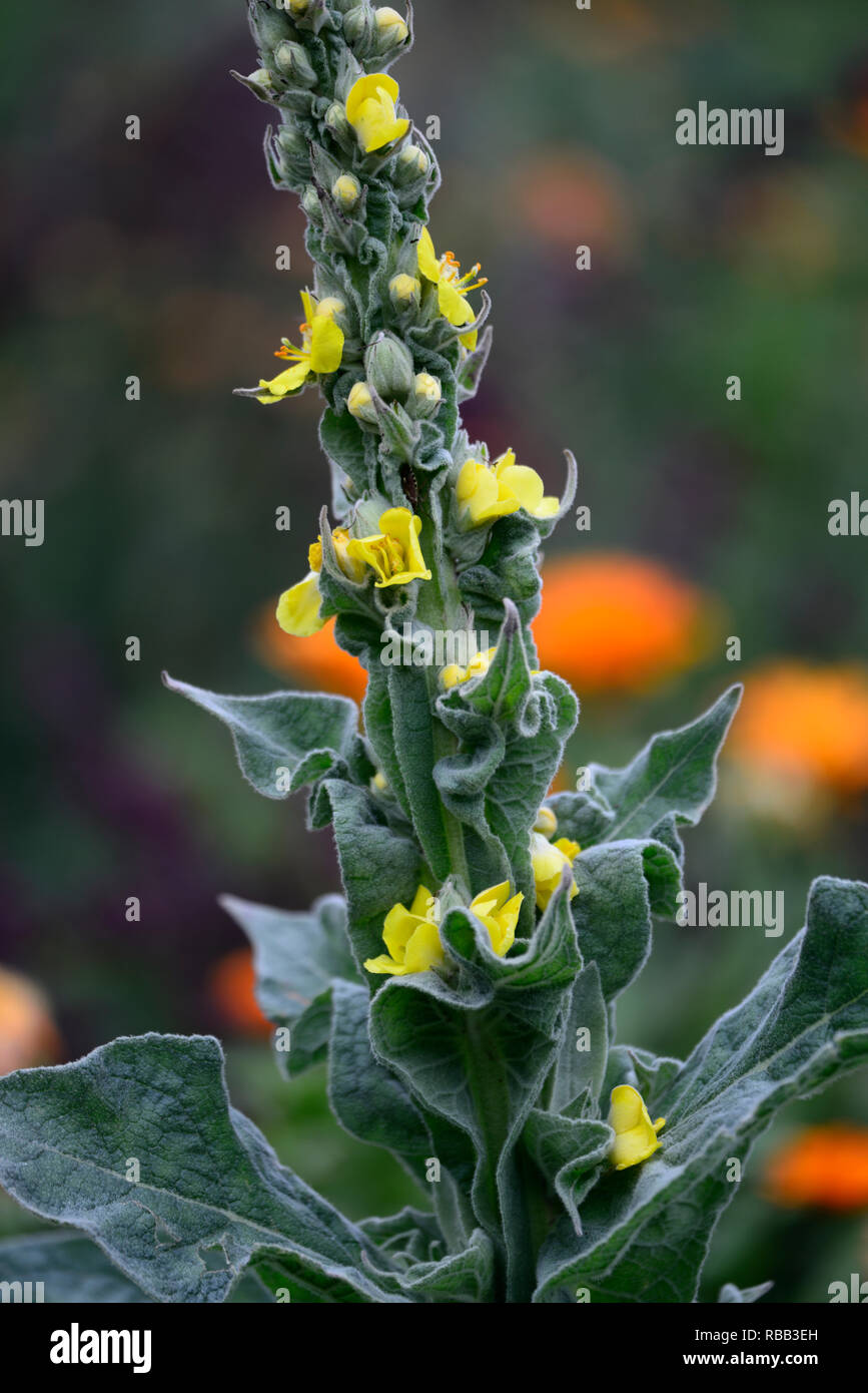 Molène, gelbe Blumen, blühenden, RM floral Stockfoto