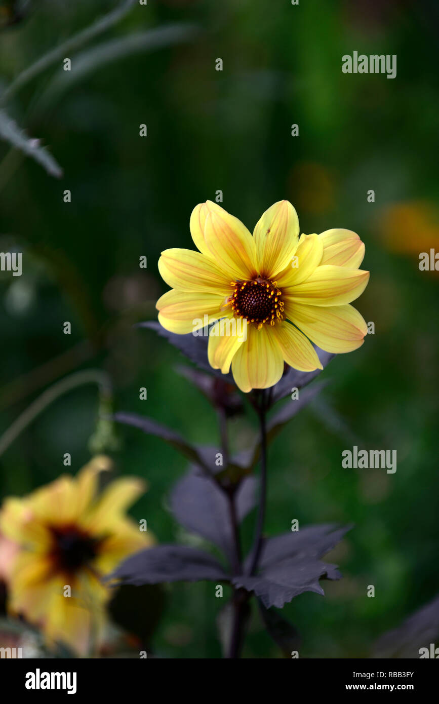 Dahlie, Bischof von York, gelben Dahlien, Pfingstrose Blüte Dahlie, Pfingstrose Blüten Dahlie, Stauden, Garten, RM Floral Stockfoto