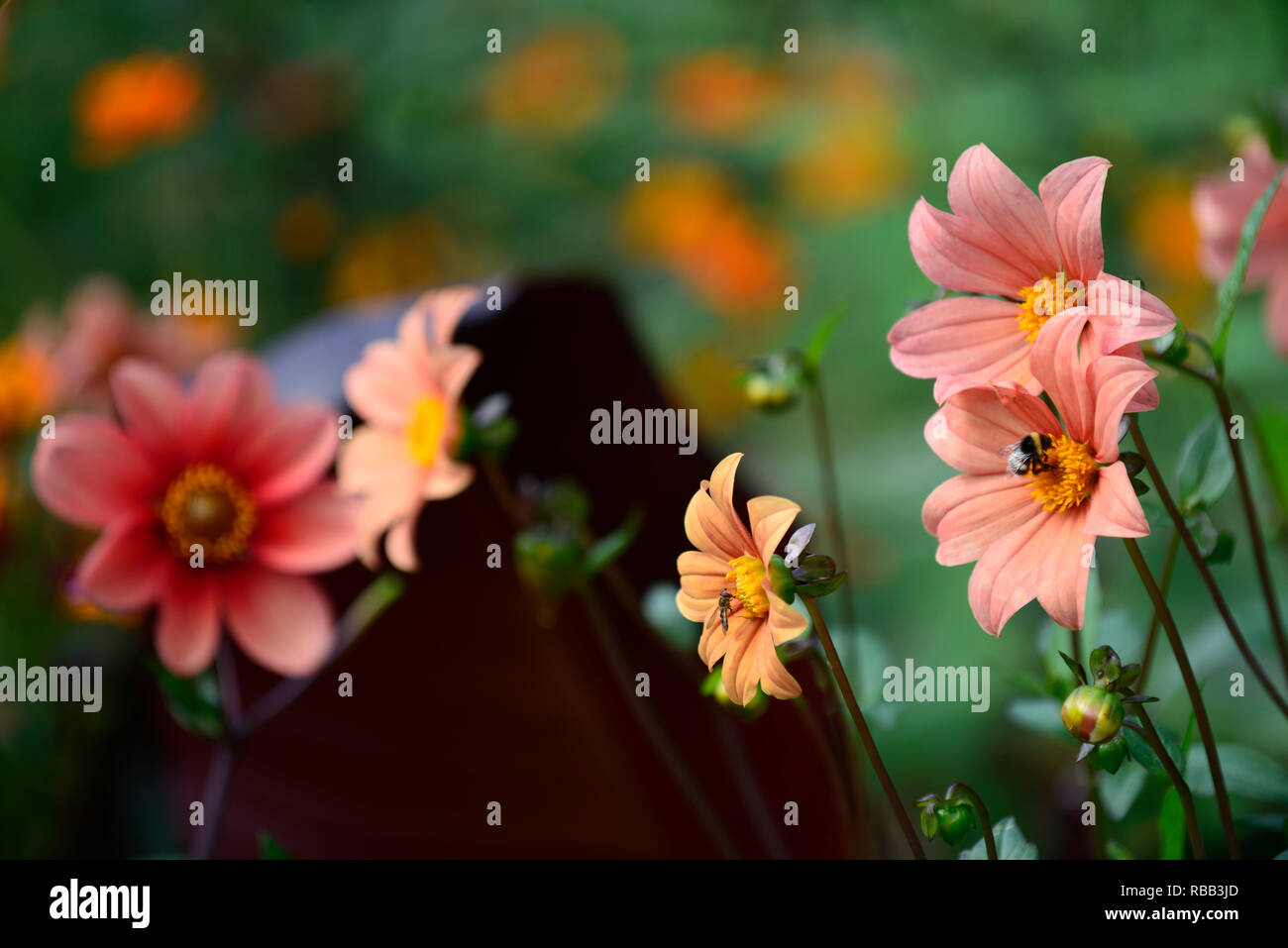 Dahlie Sämling, Apricotfarben, Blume, Blumen, Blüte, RM Floral Stockfoto