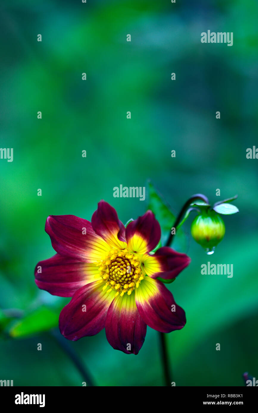 Dahlie Sämling, lila gelb gefärbt, Blume, Blumen, Blüte, RM Floral Stockfoto