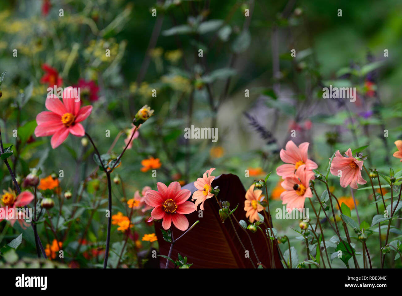 Dahlie Sämlinge, Orange, Pfirsich, Coral, Lila, salvia Amistad, tropischen, exotischen Grenze, RM Floral Stockfoto