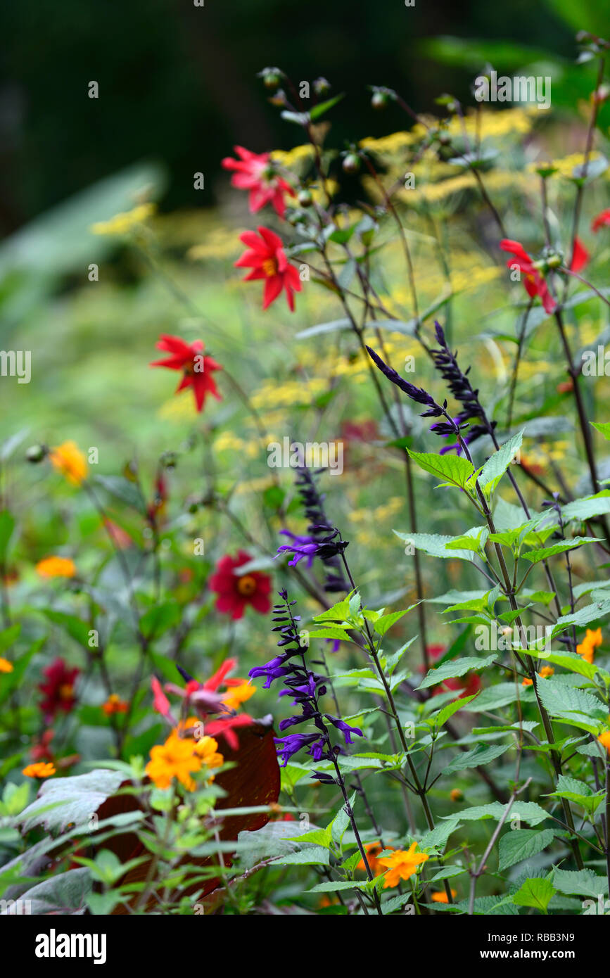 Dahlie Sämlinge, Rot, Rosa, Violett, salvia Amistad, tropischen, exotischen Grenze, mixed Border, Kombination, RM Floral Stockfoto