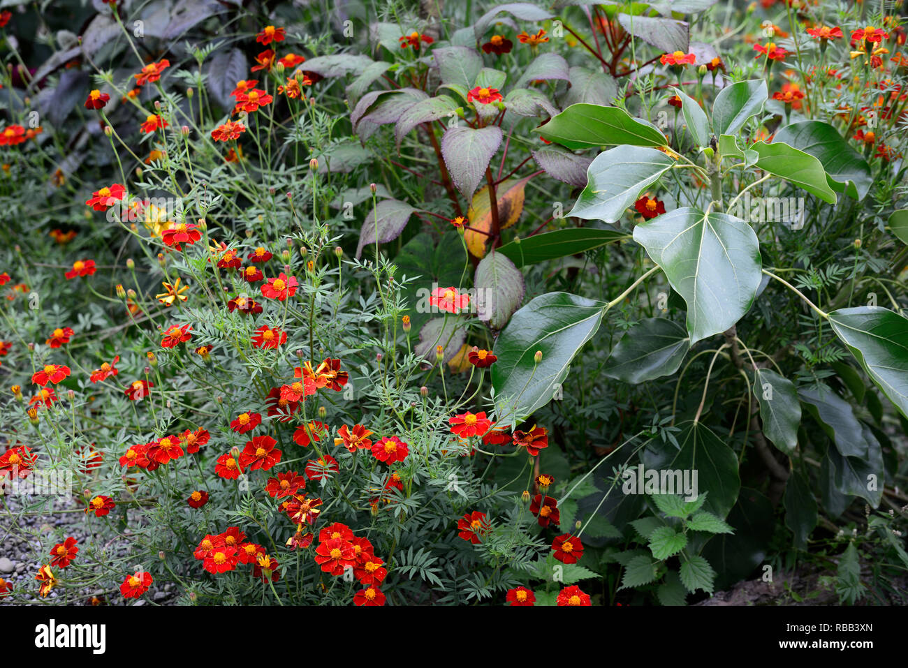 Tagetes Patula, Impatiens macrophylla, oreopanax capitatus, exotischen, tropischen Bett, Mix, Gemischt, Kombination, RM Floral Stockfoto