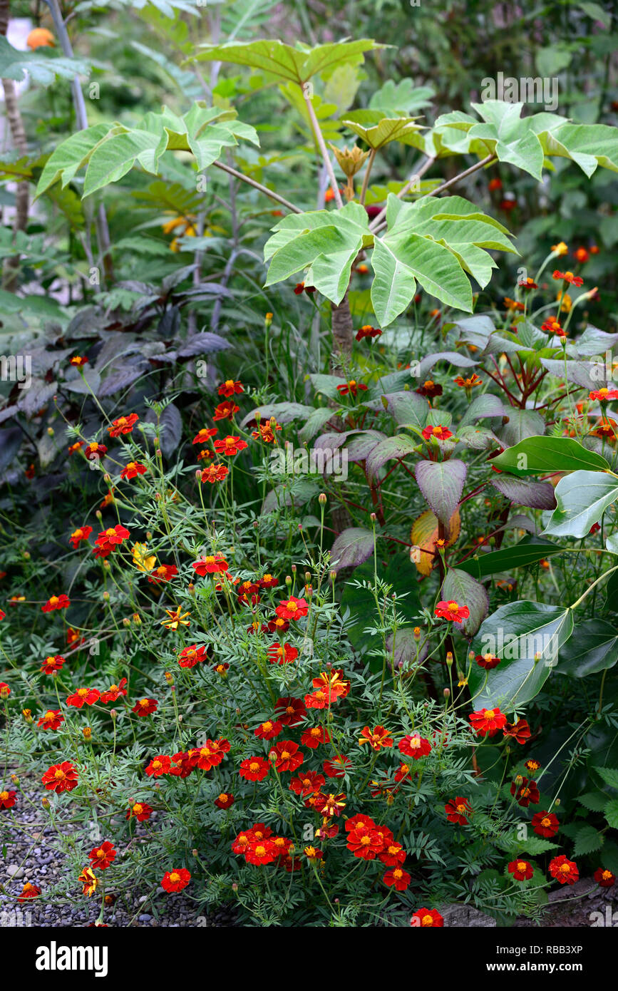Tagetes Patula, Impatiens macrophylla, oreopanax capitatus, exotischen, tropischen Bett, Mix, Gemischt, Kombination, RM Floral Stockfoto