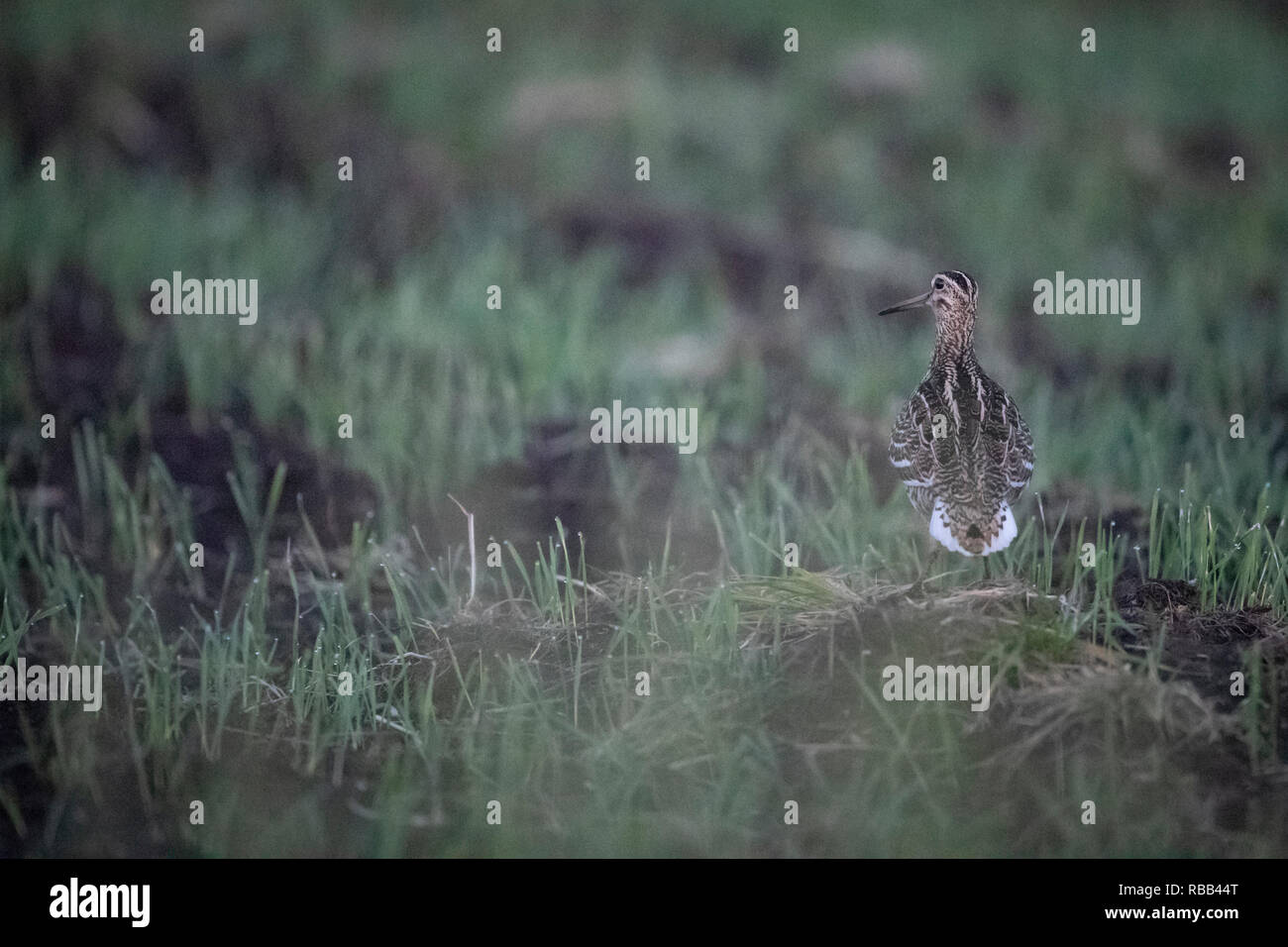 Große Bekassine (Gallinago media) im Grünland. Lettland. Stockfoto