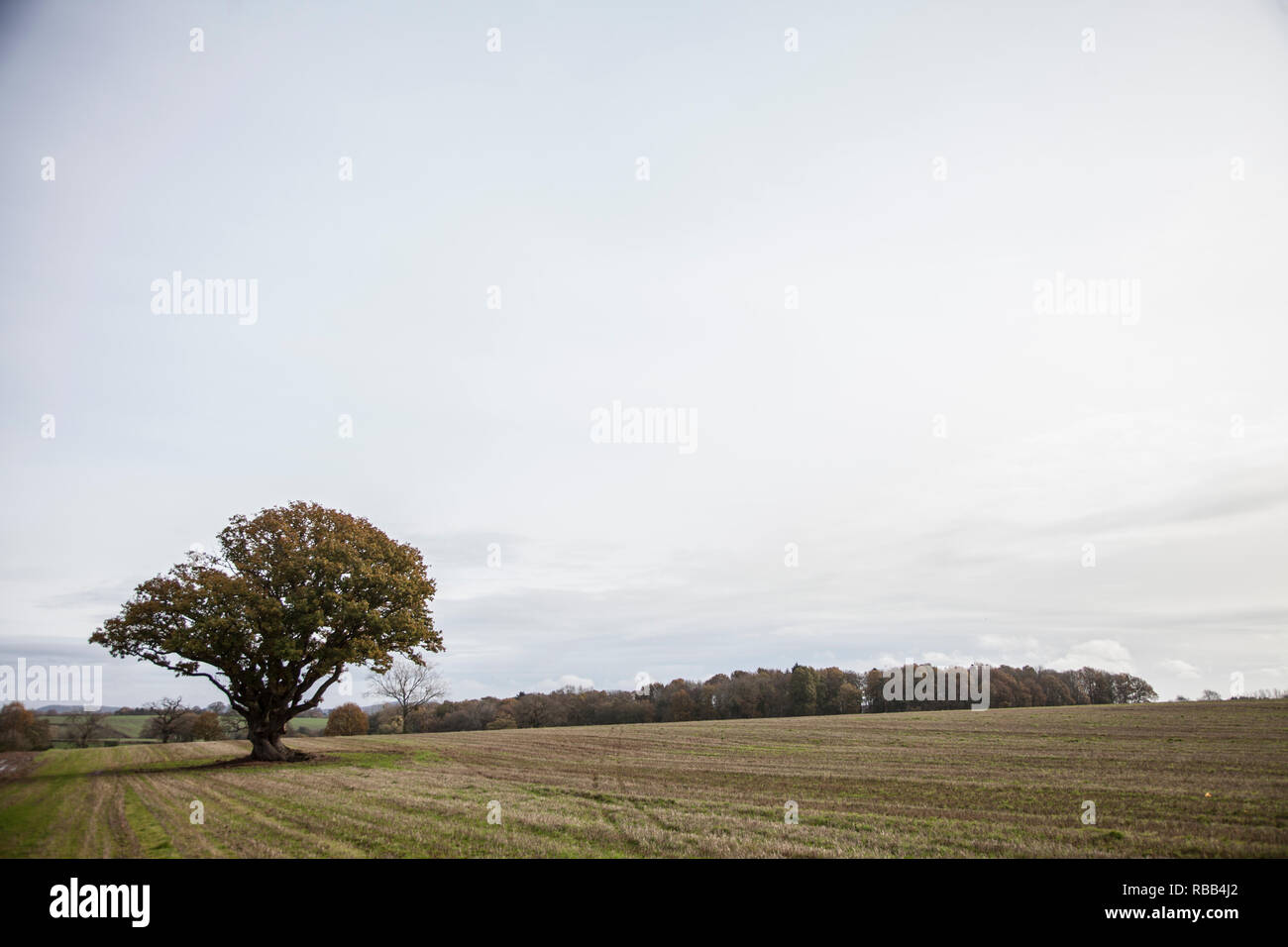 Einzelnen Baum stehend in einem Feld in der Mitte der englischen Landschaft an einem bewölkten Tag grau, mit grünen Blättern und grünes Gras in England Stockfoto
