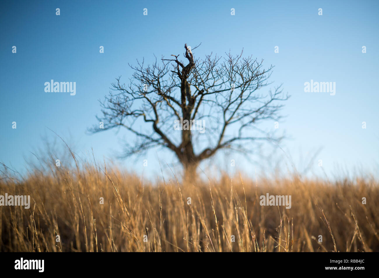 Ein toter Baum wächst in einem Feld von trockenem Gras Stockfoto