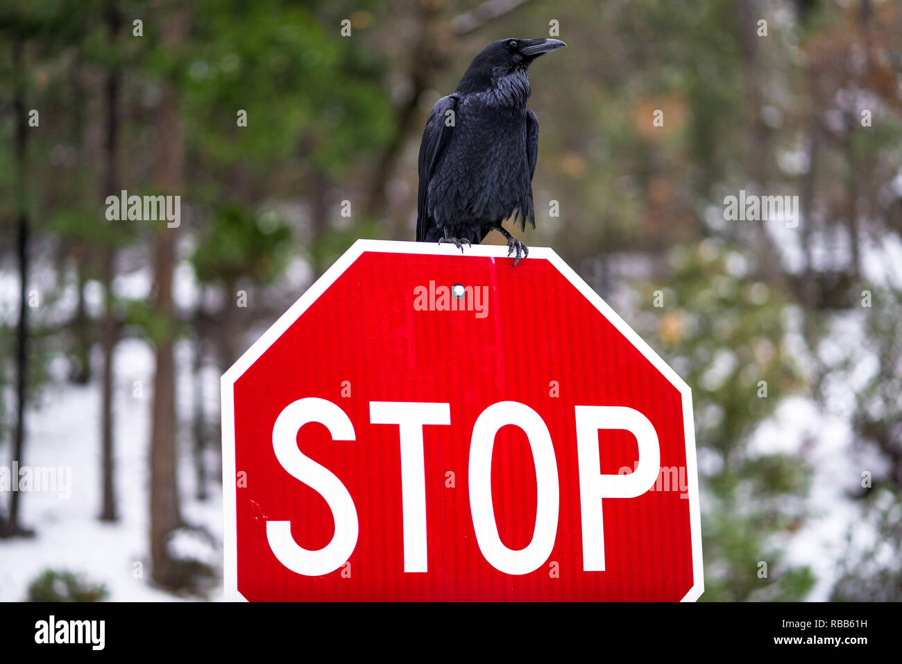 Großer schwarzer Vogel ruht auf roten Stoppschild im verschneiten Wald Stockfoto