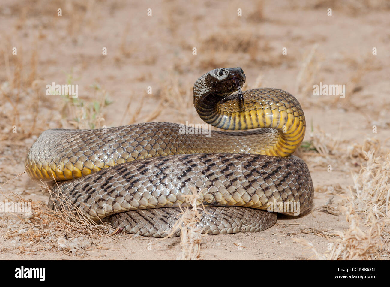 Im Inland Taipan Stockfotografie Alamy