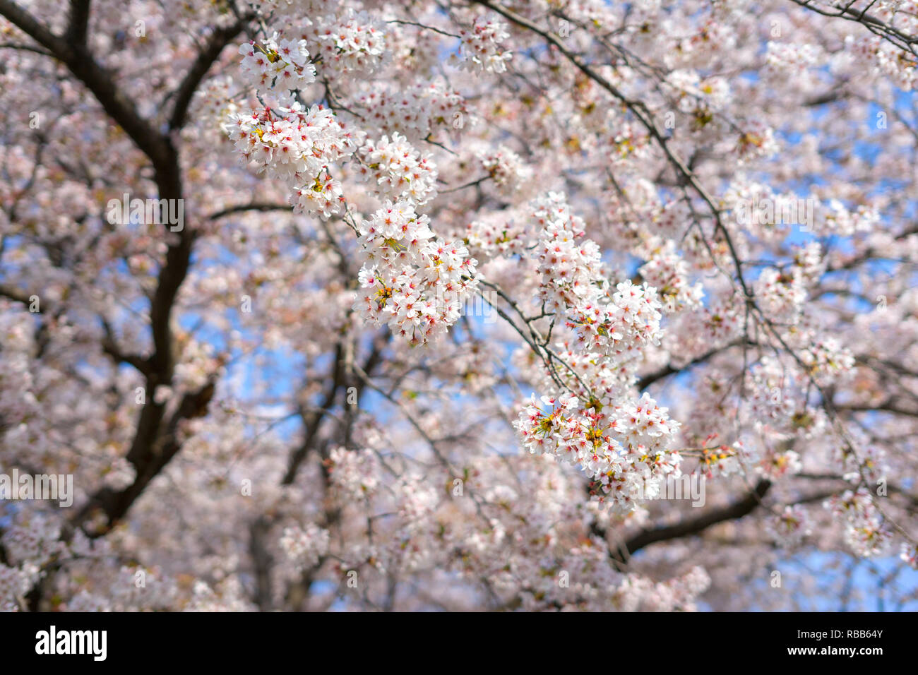 Cherry Blossom Jahreszeit in Showa Kinen Koen in Kyoto, Japan. Stockfoto