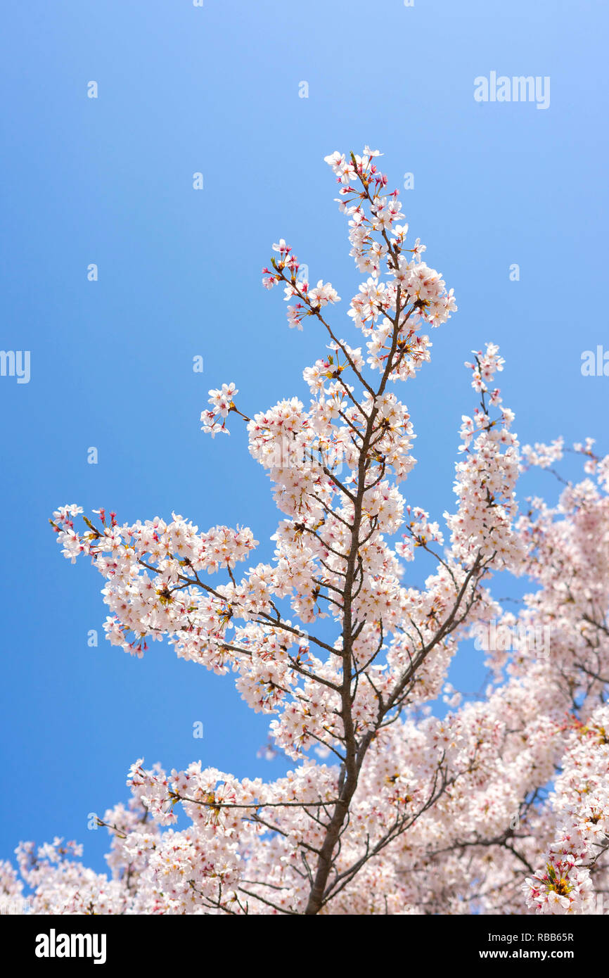 Cherry Blossom Jahreszeit in Showa Kinen Koen in Kyoto, Japan. Stockfoto