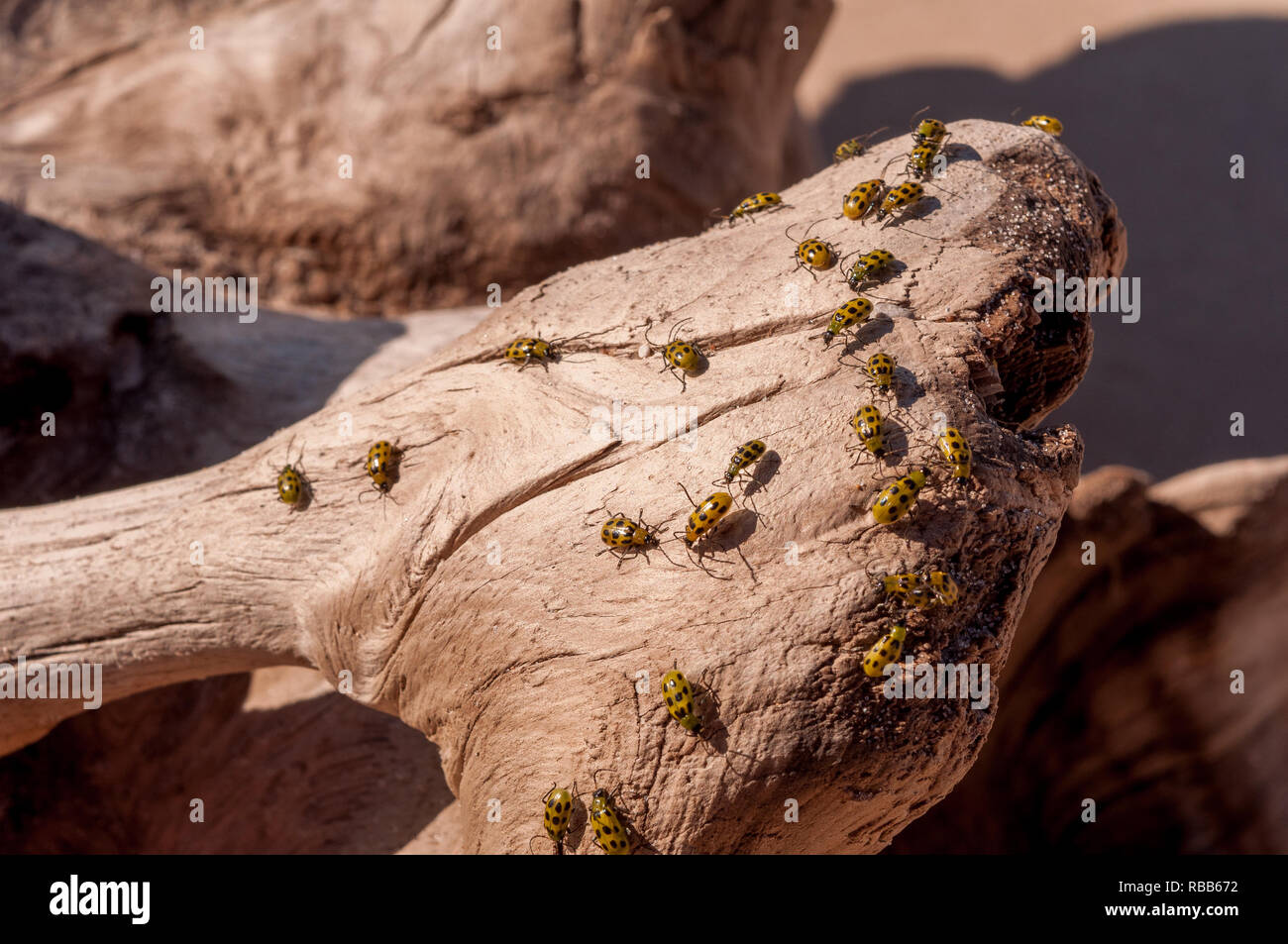 Gefleckten Gurke Käfer auf Treibholz Stockfoto