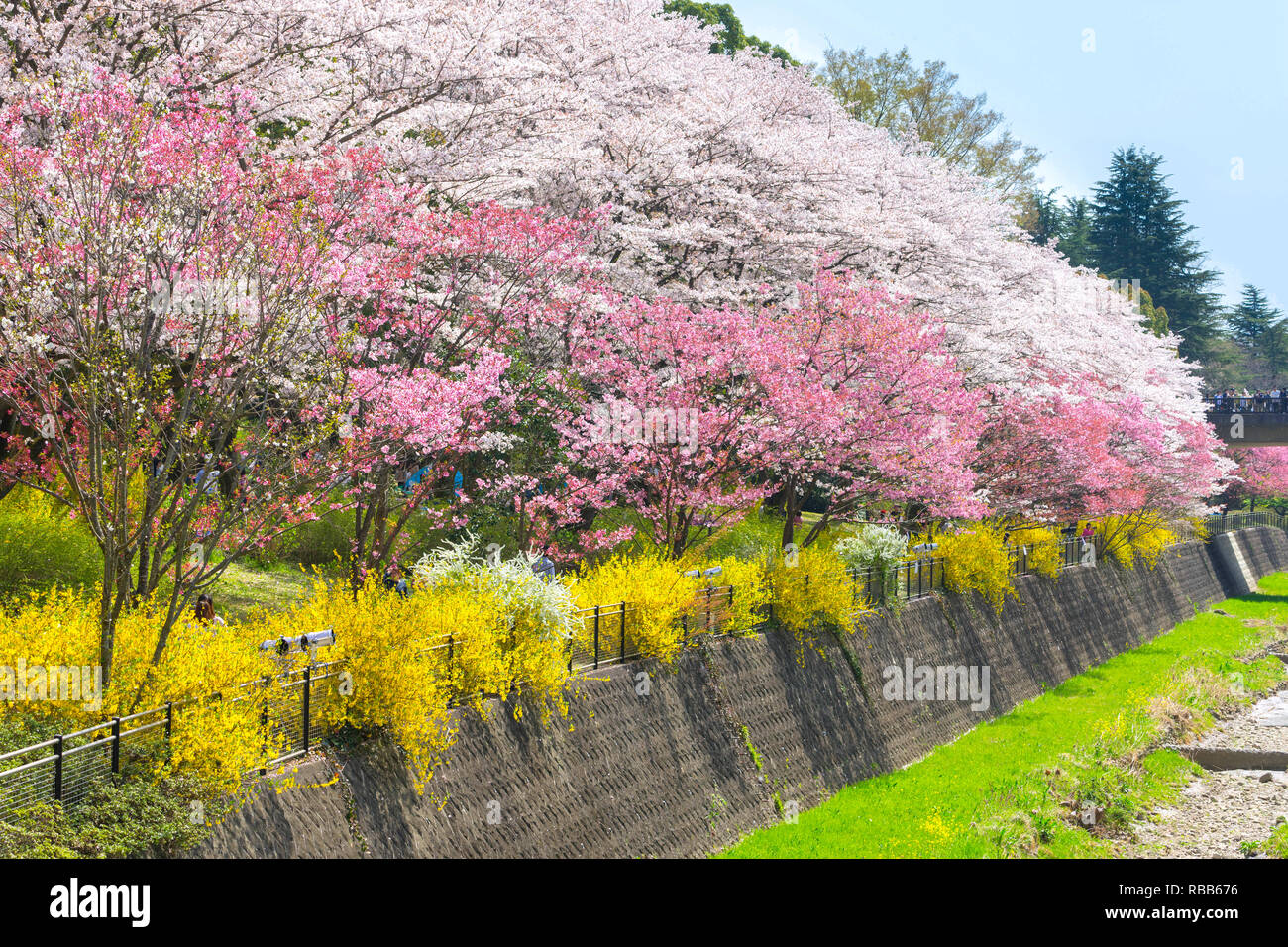 Cherry Blossom Jahreszeit in Showa Kinen Koen in Kyoto, Japan. Stockfoto