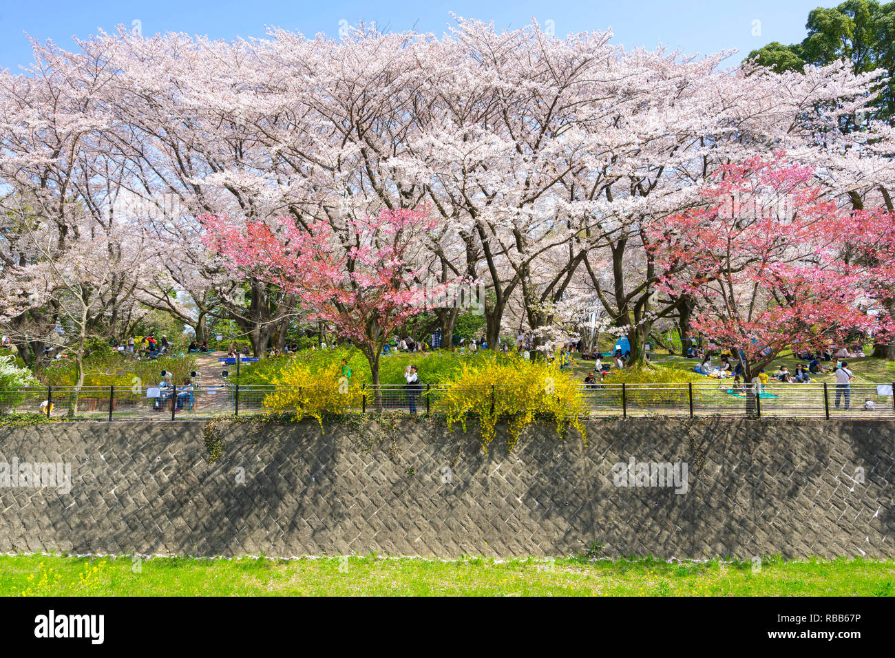 Cherry Blossom Jahreszeit in Showa Kinen Koen in Kyoto, Japan. Stockfoto